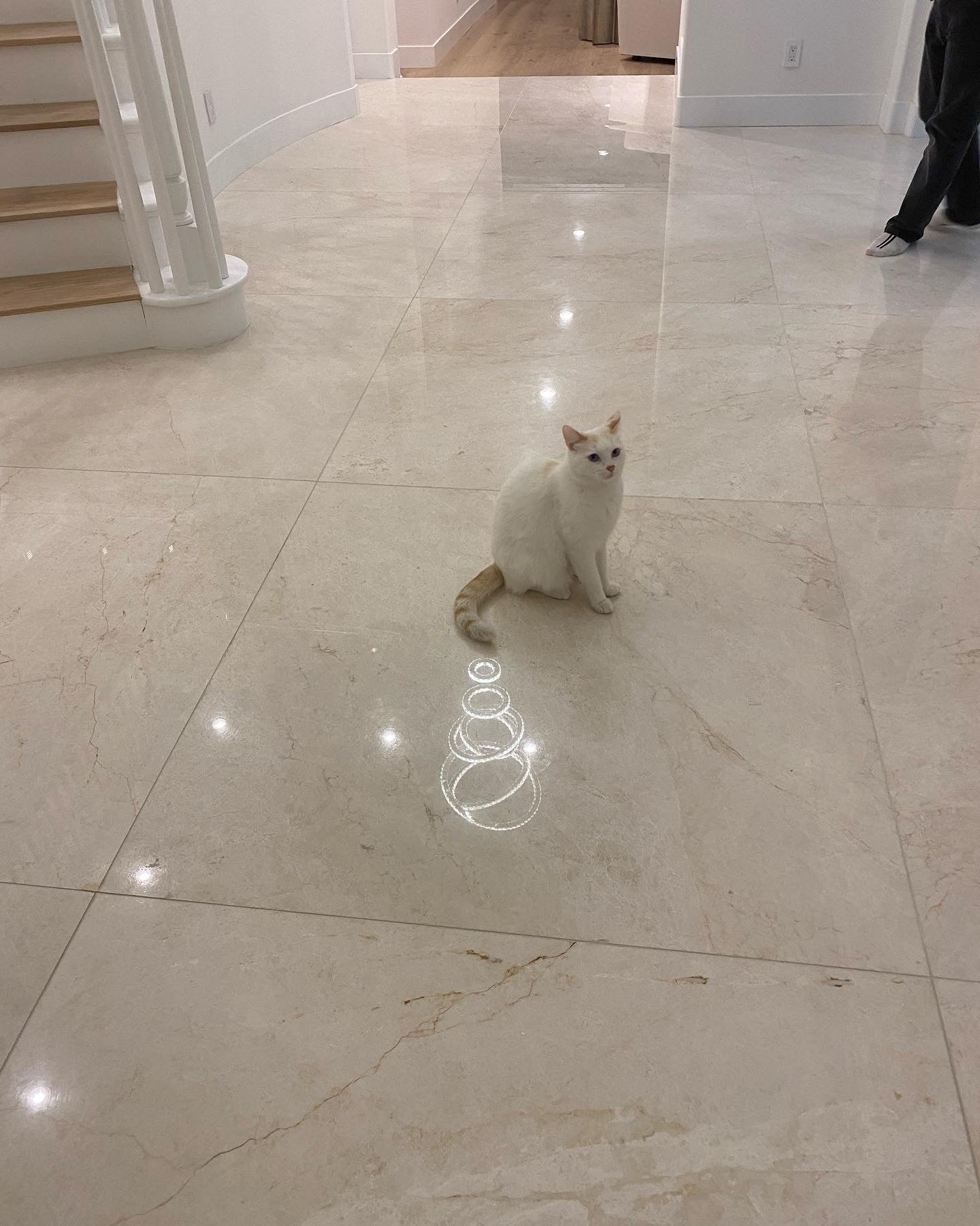 Noble White Cream Wall and Floor Tile 36×36"
